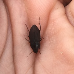 Anisodactylus rusticus