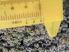 Raoulia parkii