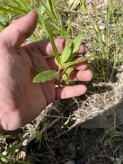 Collinsia tinctoria