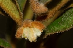 Diospyros impolita