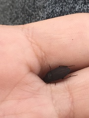 Anisodactylus rusticus