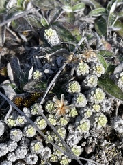 Raoulia parkii