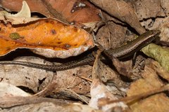 Caledoniscincus austrocaledonicus