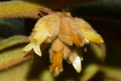 Diospyros impolita