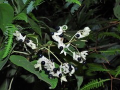 Clerodendrum villosum