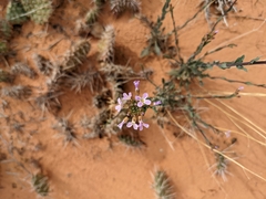 Boechera quadrangulensis
