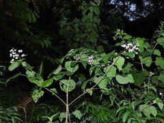 Clerodendrum villosum