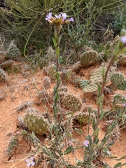 Boechera quadrangulensis