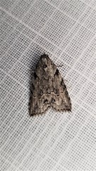 Calathusa basicunea