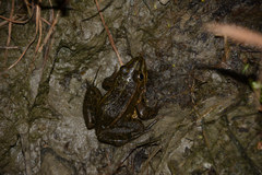 Pelophylax nigromaculatus