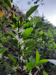 Eugenia involucrata