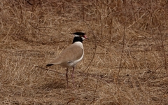 Vanellus tectus