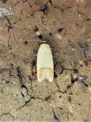 Tachystola stenoptera