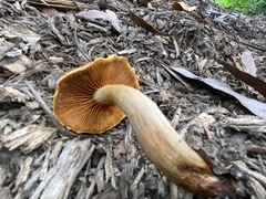 Gymnopilus dilepis