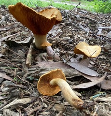 Gymnopilus dilepis