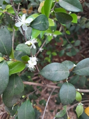 Eugenia involucrata