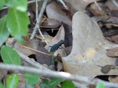 Dromochorus pilatei
