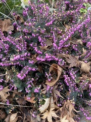 Erica carnea