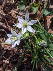 Ornithogalum umbellatum