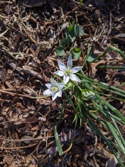Ornithogalum umbellatum