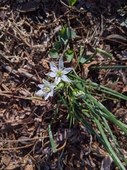 Ornithogalum umbellatum