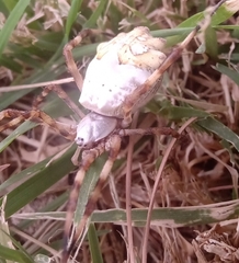 Argiope argentata