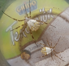 Argiope argentata