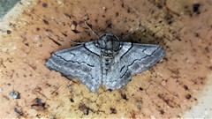 Hypobapta tachyhalotaria