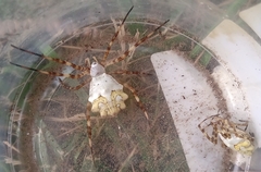 Argiope argentata