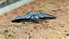 Hypobapta tachyhalotaria