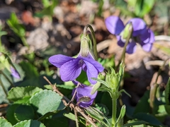 Viola sororia