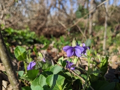 Viola sororia