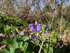 Viola sororia