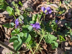 Viola sororia