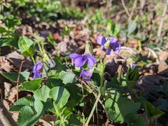 Viola sororia