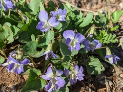 Viola sororia
