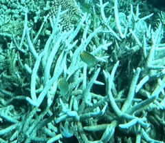 Chaetodon pelewensis