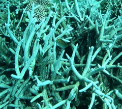 Chaetodon pelewensis