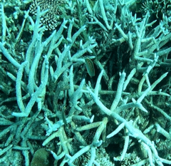 Chaetodon pelewensis