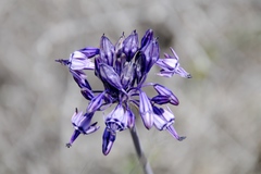 Triteleiopsis palmeri