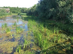 Schoenoplectus lacustris