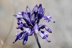 Triteleiopsis palmeri