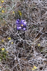 Triteleiopsis palmeri