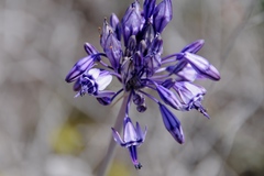 Triteleiopsis palmeri