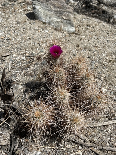 iNaturalist observation photo of Echinocereus engelmannii engelmannii