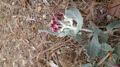 Asclepias californica