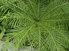 Blechnum gibbum
