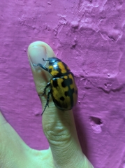 Cyclocephala mafaffa