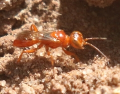 Diploplectron