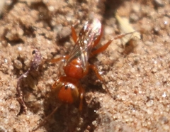 Diploplectron